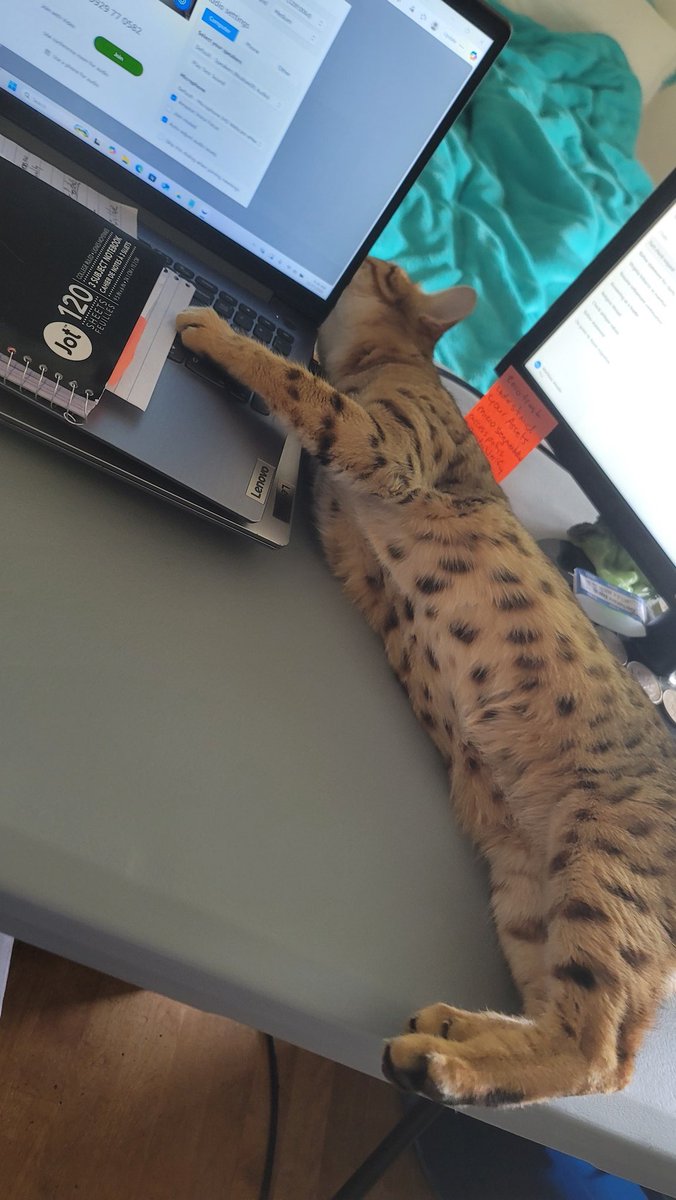 Why must you attack my laptop, Cokes! 😹❤️😹

#CatsOfTwitter #cat #Bengalcats
