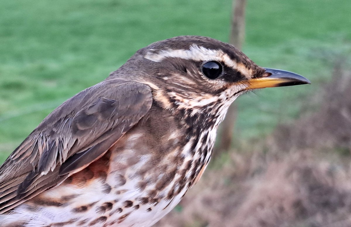 Graham Deacon tweet media