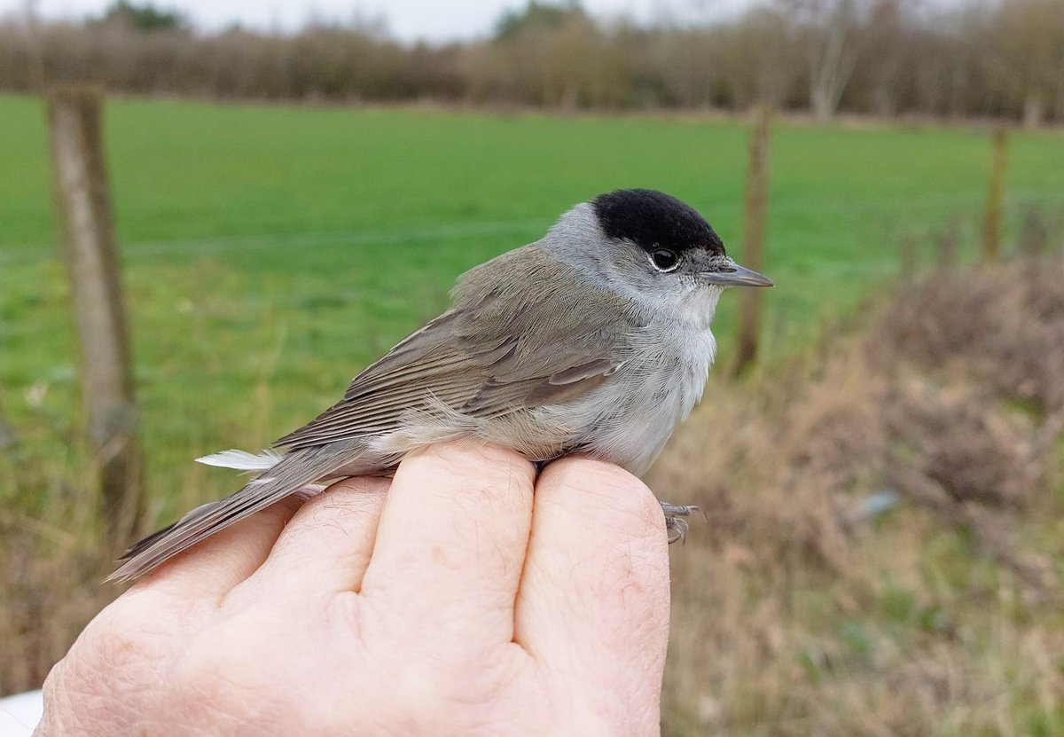 Graham Deacon tweet media