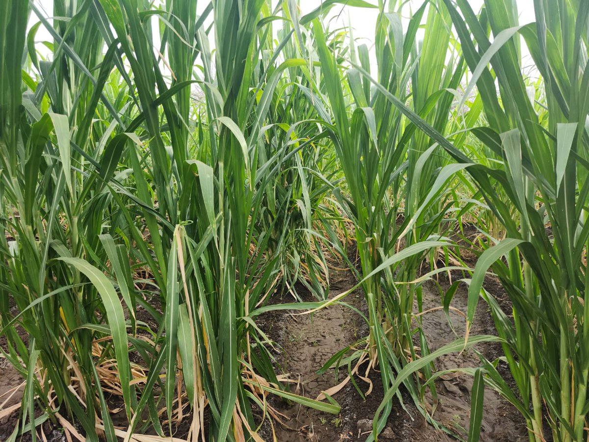 JuncaoGrass's tweet photo. Take advantage of this rain and plant #Juncao grass and smile all the way towards  #foddersecurity and say goodbye to buying #fodder. Call us for stem cuttings. Minimum order is 200 stems at Sh20. 
#livestockfarming #livestock #fodderfarming #dairyfarming #Juncaograss
afcon 2027 https://t.co/5SCPyztkyw