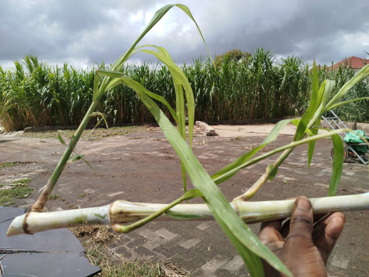 JuncaoGrass's tweet photo. Take advantage of this rain and plant #Juncao grass and smile all the way towards  #foddersecurity and say goodbye to buying #fodder. Call us for stem cuttings. Minimum order is 200 stems at Sh20. 
#livestockfarming #livestock #fodderfarming #dairyfarming #Juncaograss
afcon 2027 https://t.co/5SCPyztkyw