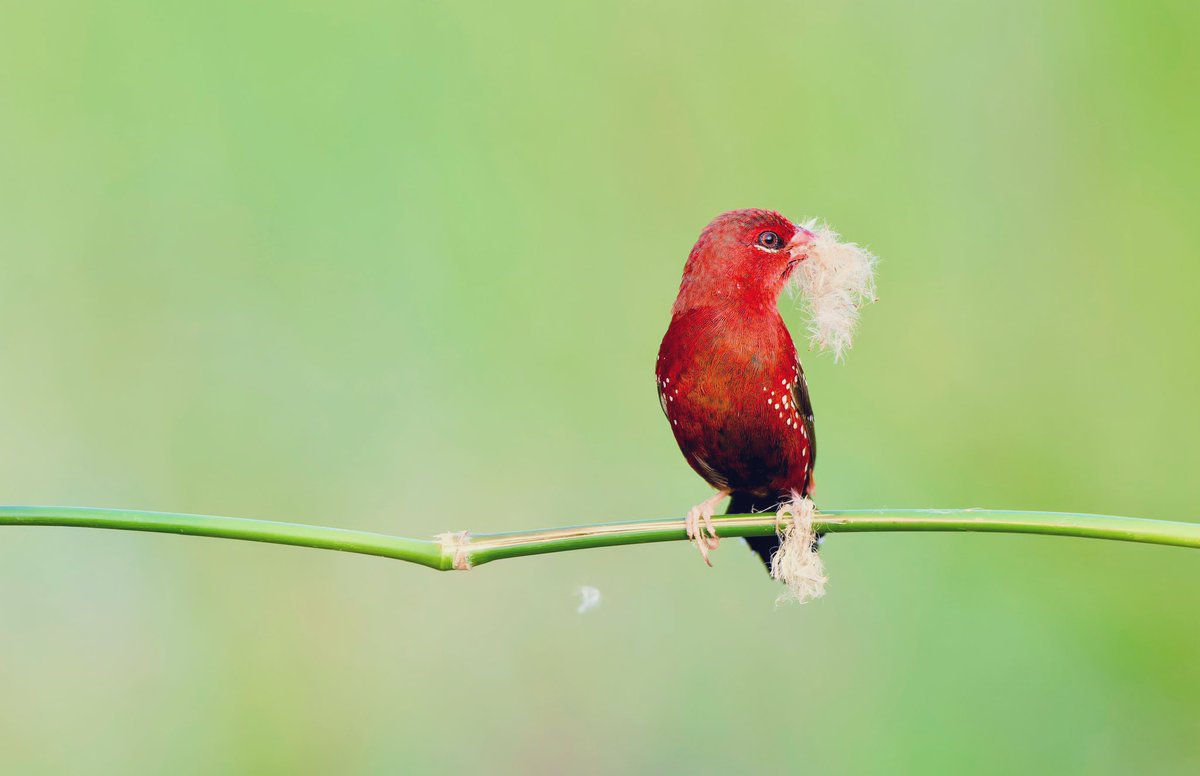 wordsforbirds's tweet photo. We’ve all heard of a red-flag 🚩…

… But what do you do when a red, flags? 

#BirdsofGujarat
#IndiAves https://t.co/lbiWlitQkH