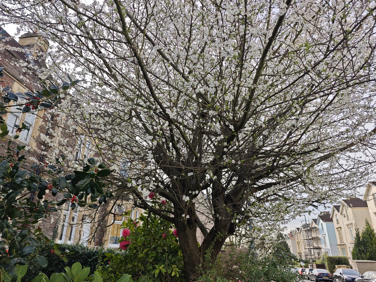 まだ寒いのに、桜みたいな花がもう咲いてるな〜と思ったら、どうやらアーモンドっぽい