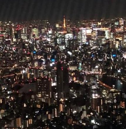 猫で出る 🕷️