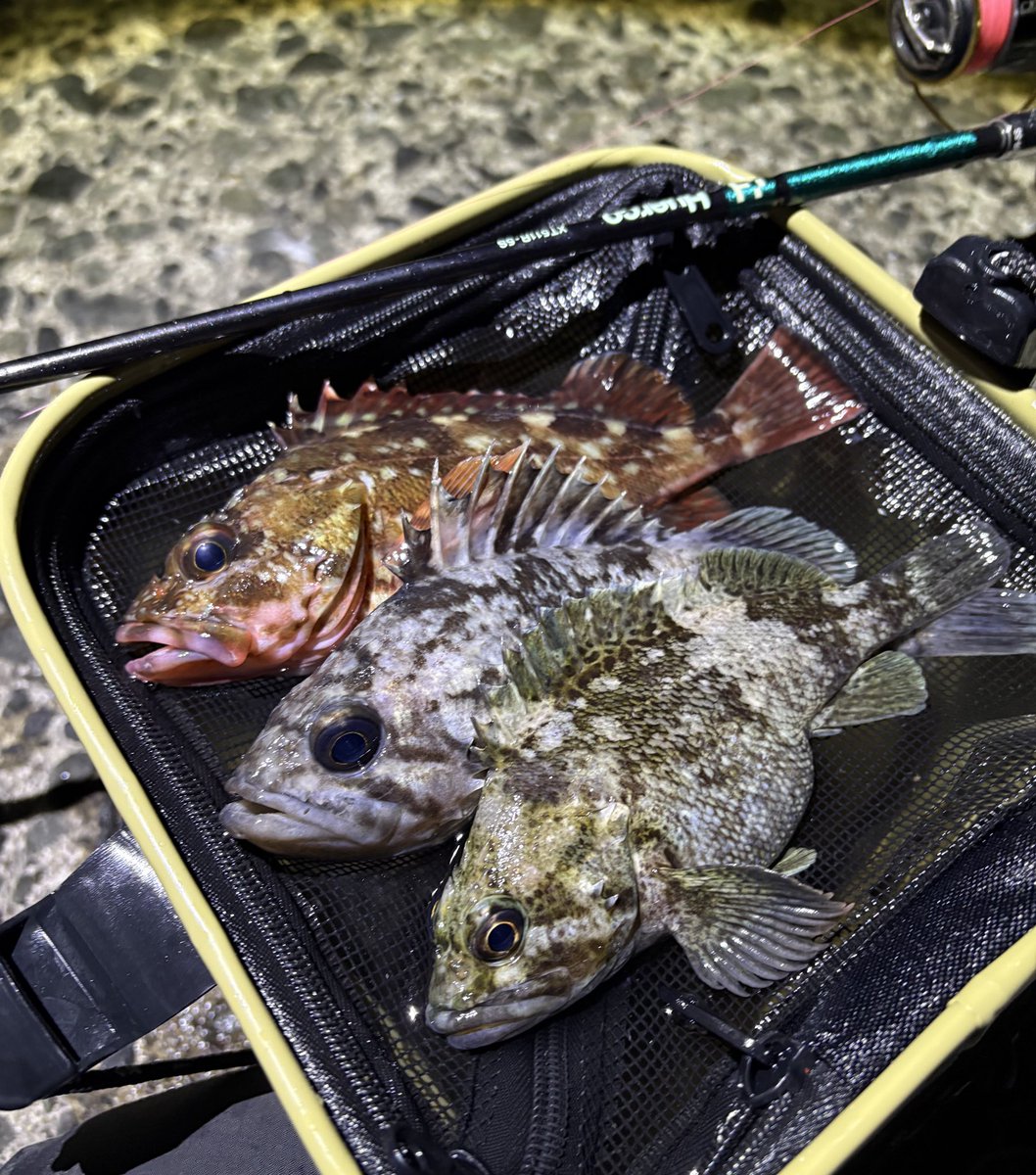 やました tweet media