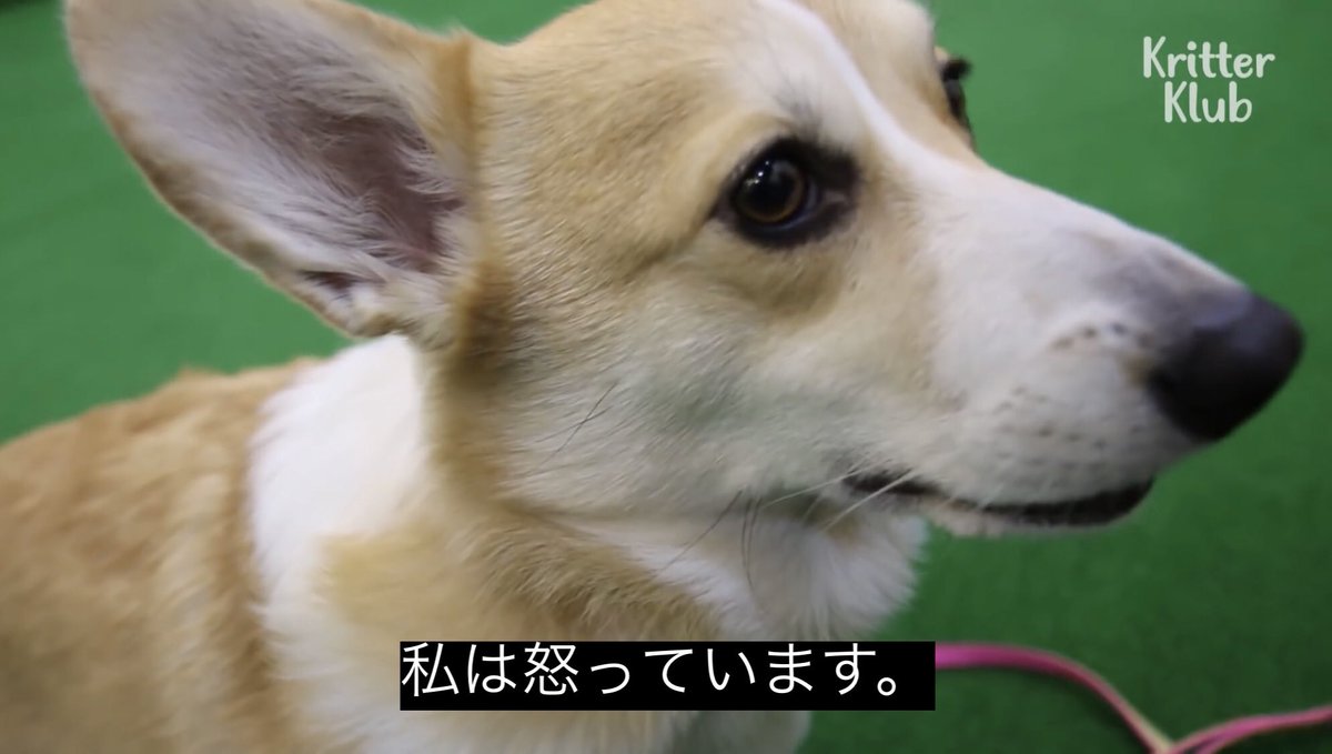 両鼻詰まるのはしんどいってまじで
タバコ吸う時無呼吸やんけ
しかも詰まってるのに垂れてくる鼻水
お前は何なんだ