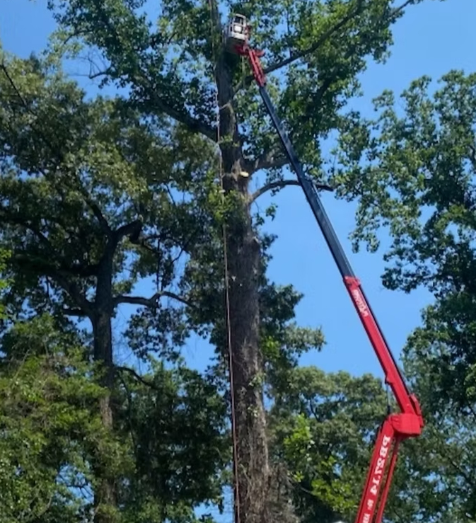 Quick yard checks to reduce storm damage: inspect for leaning branches, exposed roots, and deadwood. If you spot any risks, book fast-response emergency tree service now: wix.to/pRhMHhn 🚨🌳 #EllicottCityMD #StormReady