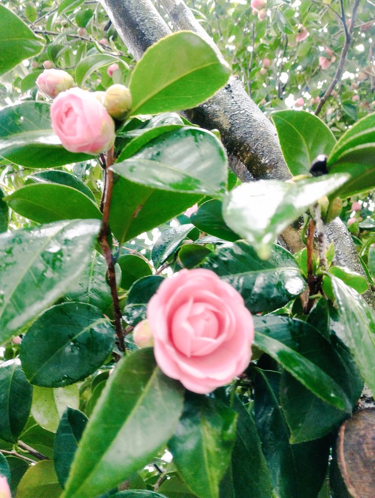 今日は雨だったけど 🚲で通勤してラッキーでした☺️🎶 帰り道、乙女椿
