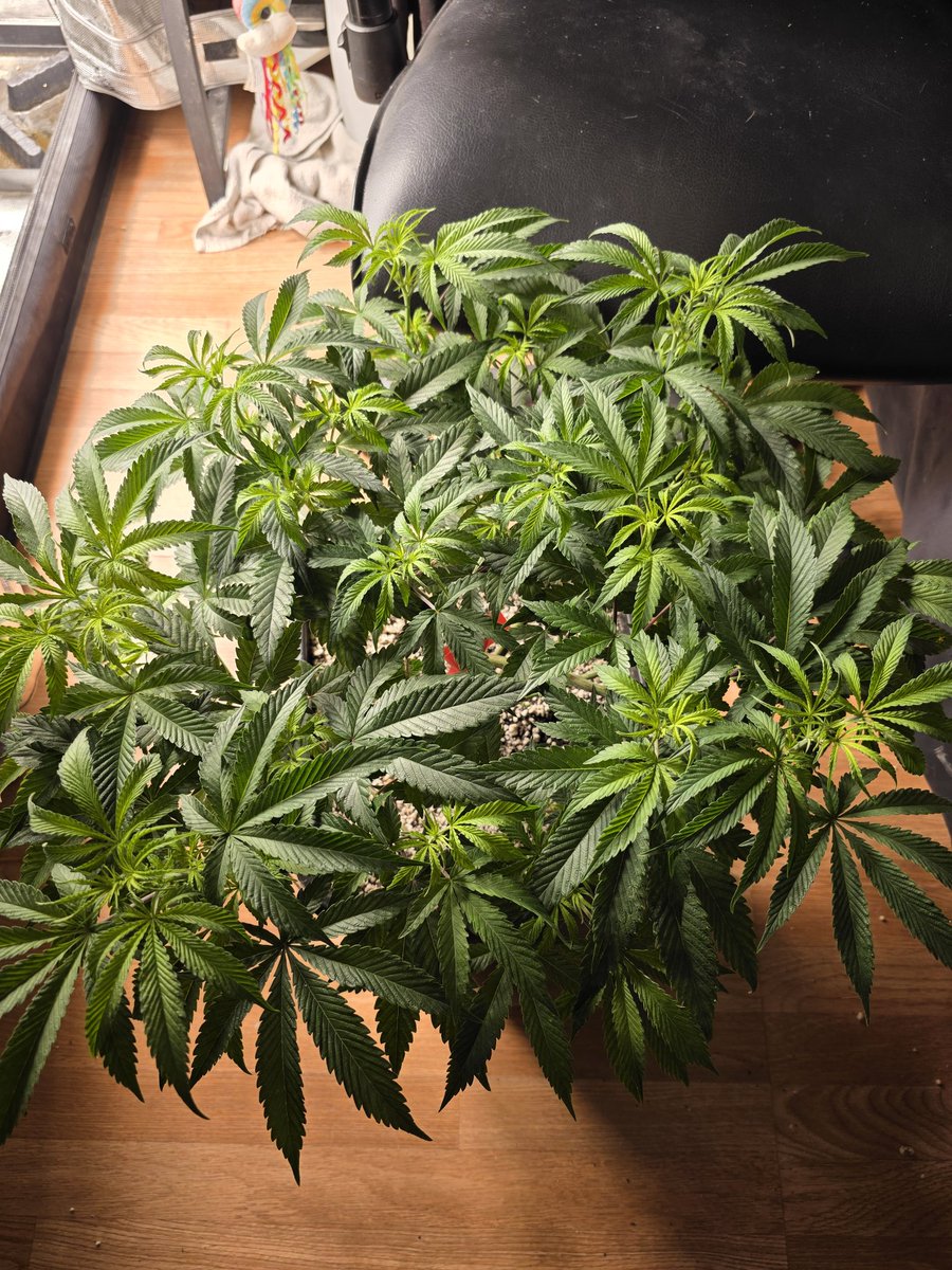 Loupey Gardener tweet media