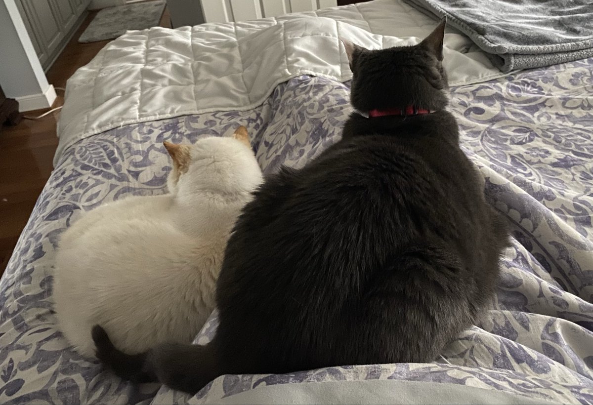 MRidgemere's tweet photo. Perhaps we can convince mom to stay in bed all day. @MRidgemerebro   #tuesdayvibe #TuesdayFeeling #rainyday  #CatsOfTwitter #CatsOfX #CatsOnTwitter #catmom https://t.co/3vBVP2O4RD