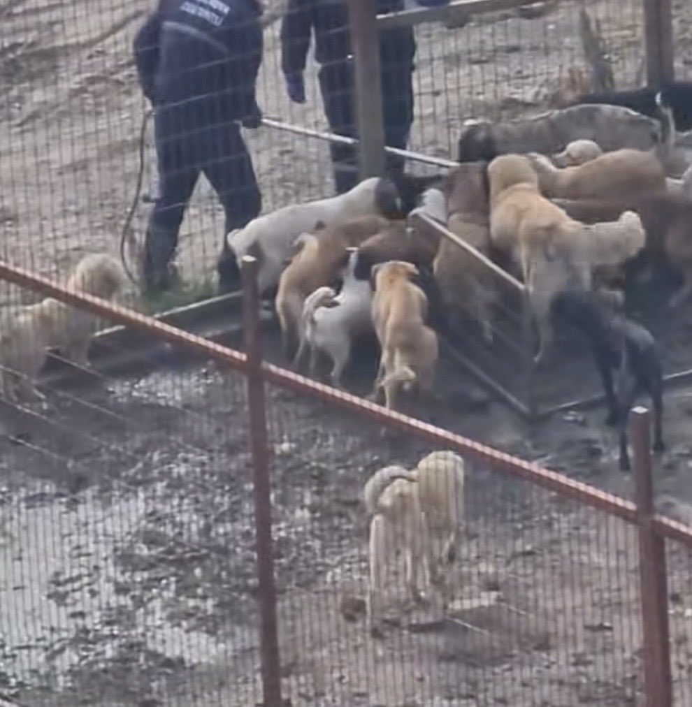 Burası sadece bir örnek. Neredeyse tamamı bu şekilde.

Köpekleri diğer köpeklerin içine arabadan indirir indirmez bu şekilde sokuyorlar. Muayene, karantina, aşılama, kısırlaştırma vs yok. Köpekler birbirine giriyor. Yeni gelen şanslıysa, diğerlerine itaat etmeyi biliyorsa hayatta