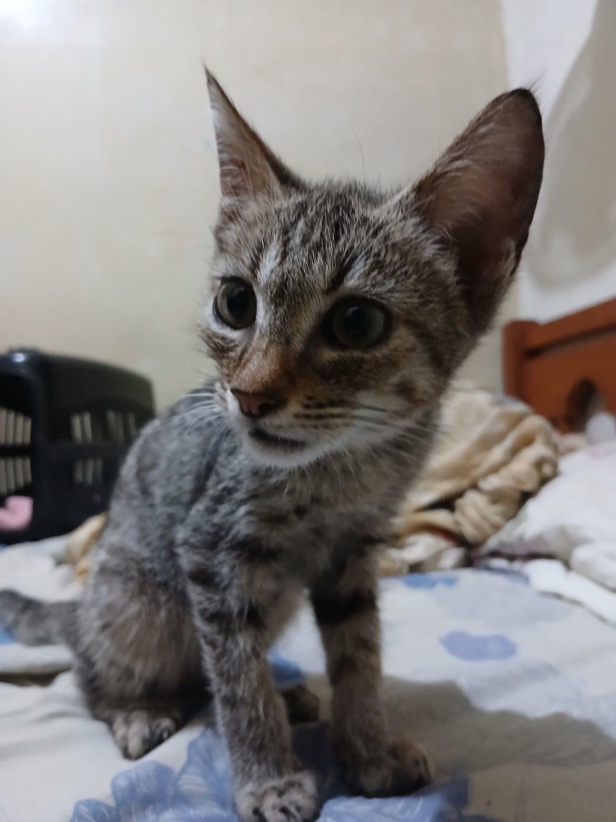 queria mostrar pra vocês a mais nova integrante da família

há um tempo atrás eu postei que havia adotado um gato depois de bons meses após o falecimento do meu primeiro e como aquilo era um passo muito importante pra mim. desde então eu acabei adotando mais um, o nero, pra fazer