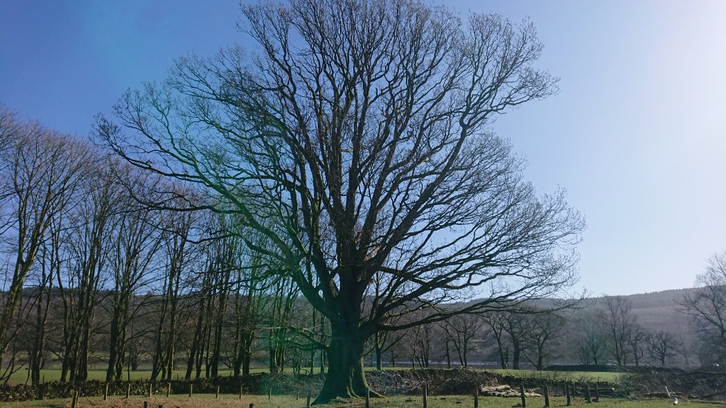 Dr Janet Lees tweet media