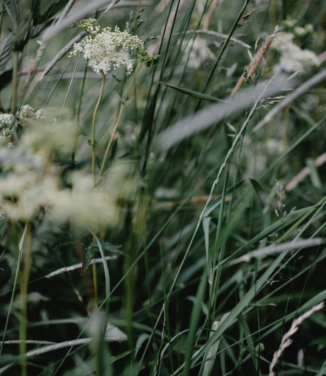 Tarja Halonen tweet media