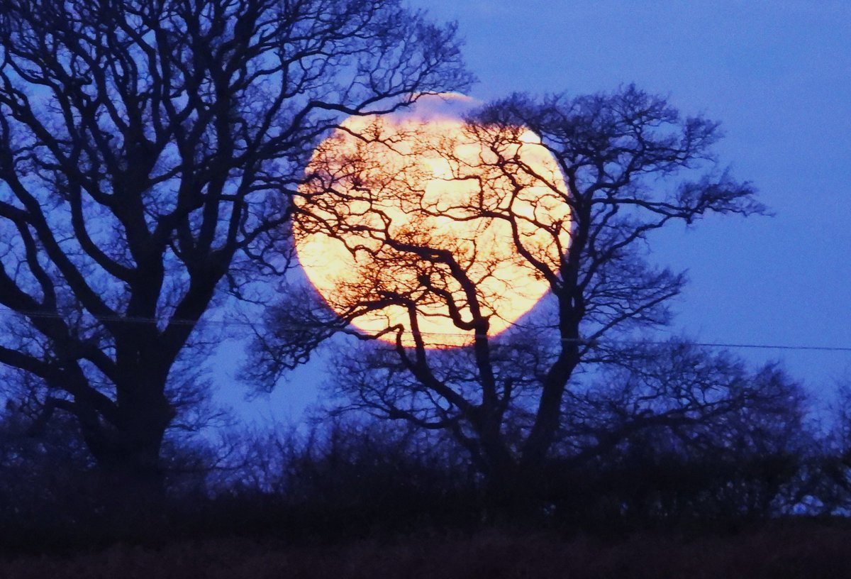 MarburyBirds's tweet photo. Beautiful moon, setting this morning. https://t.co/6TGXinCISs