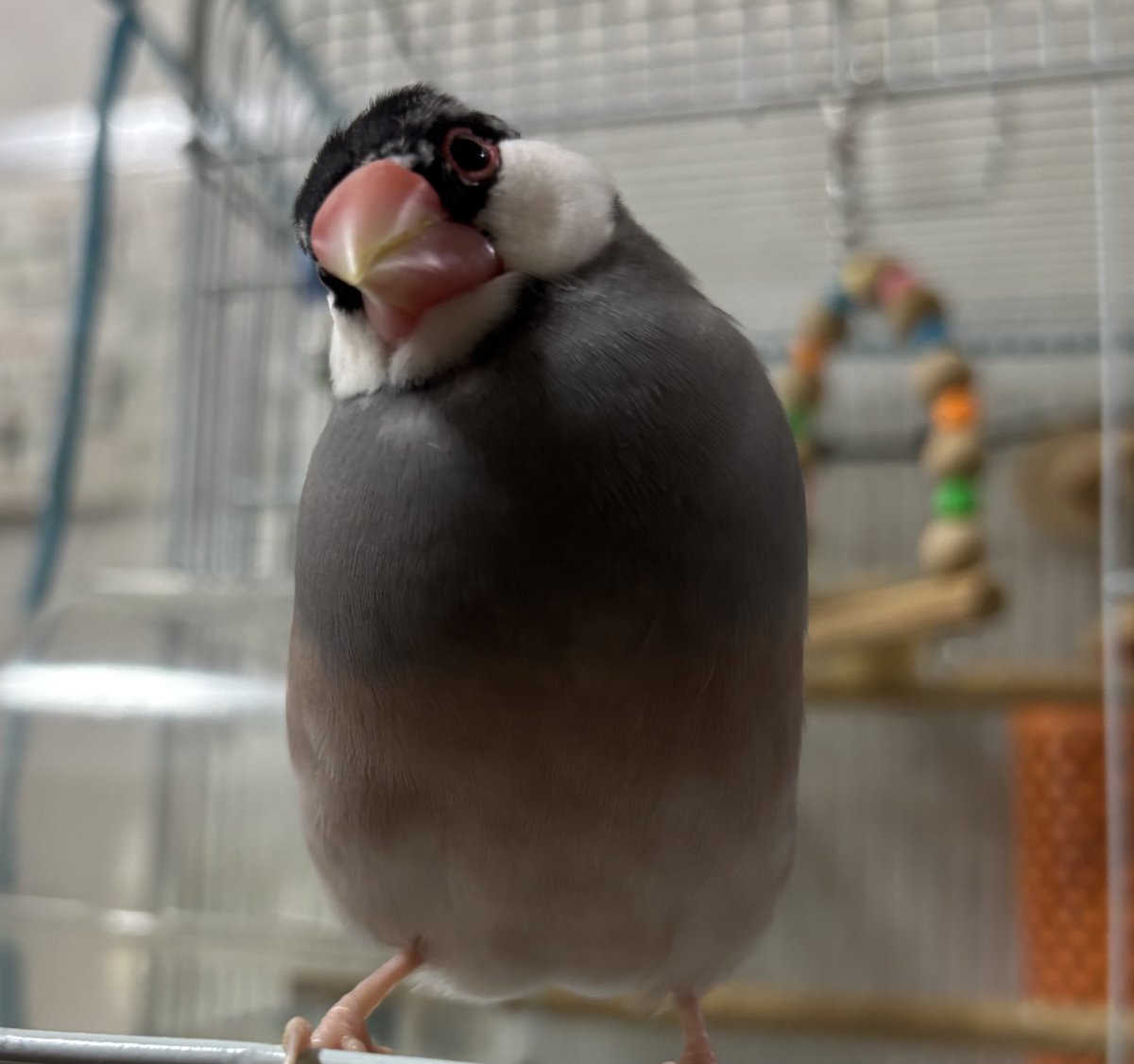 ムラハチ (@LAYZNER_V_MAX) / Posts / X