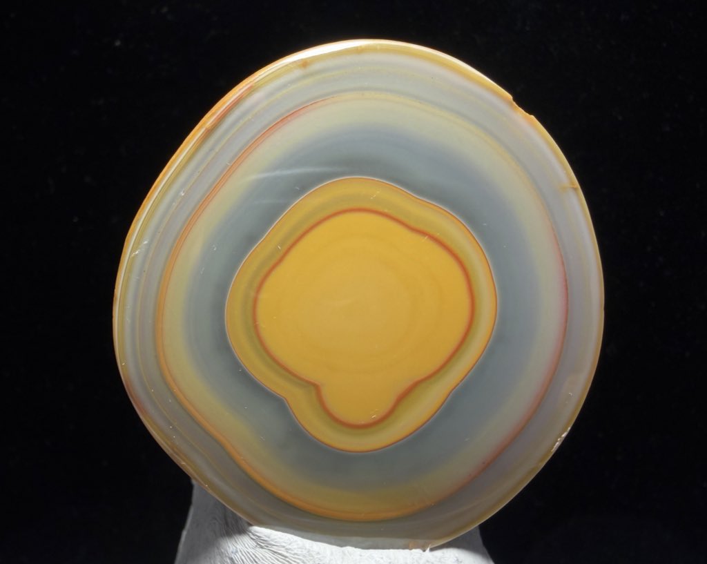 グンマー tweet media