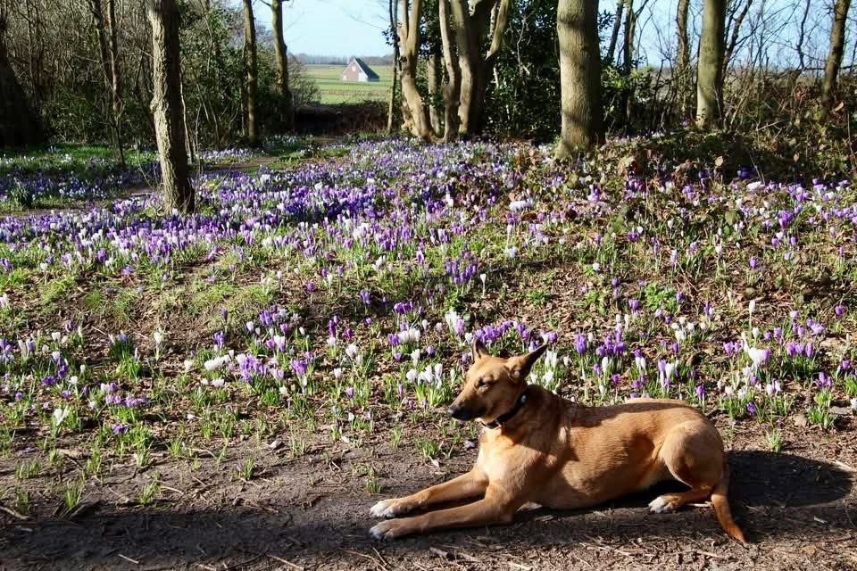 Fup Boon tweet media