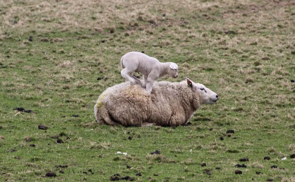 Fup Boon tweet media