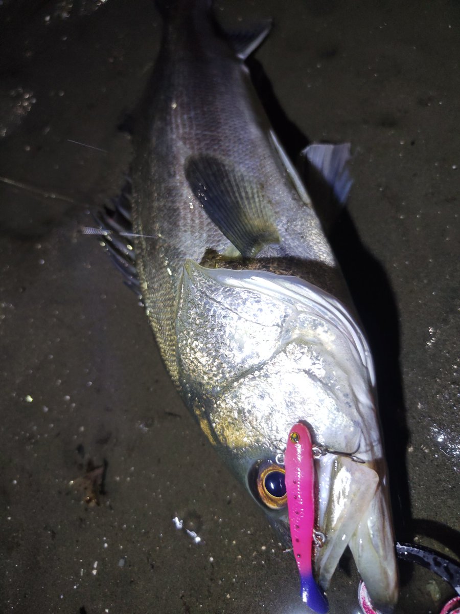 N4oNagashima's tweet photo. 息が白くなるくらい気温が下がってガクブルしながら釣りしてきましたよ、と🥶
水潮気味だしボトムベッタリかな?と、UKベイトでズル引きするとゴチンってきました
60、70後半の2キャッチ。70UPはボラ食ってて喉から尾ビレがコンニチワ🤗ってしてました
#marujin #マルジン
#UKベイト #UKBAIT15 https://t.co/vuaNzNozHB