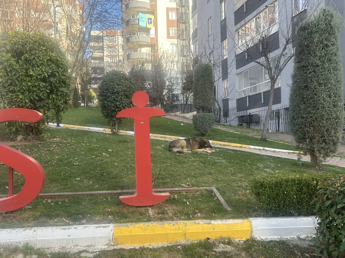 Sayın Valim,
Şanlıurfa’nın “Paris’i” Karaköprü 35 Metre Yol’da gece gündüz başıboş köpeklerden ciddi rahatsızlık yaşanıyor. Allah muhafaza bir çocuğumuza zarar gelmeden, özellikle bu Ramazan ayında, gerekli önlemlerin alınmasını arz ederim.
<a href="/hasansildak/">Hasan ŞILDAK</a>