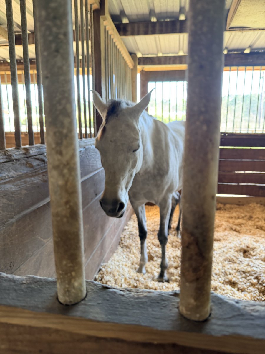 Underworld Arabians tweet media