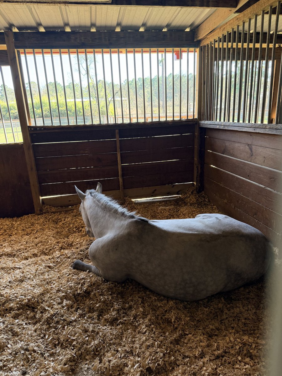 Underworld Arabians tweet media