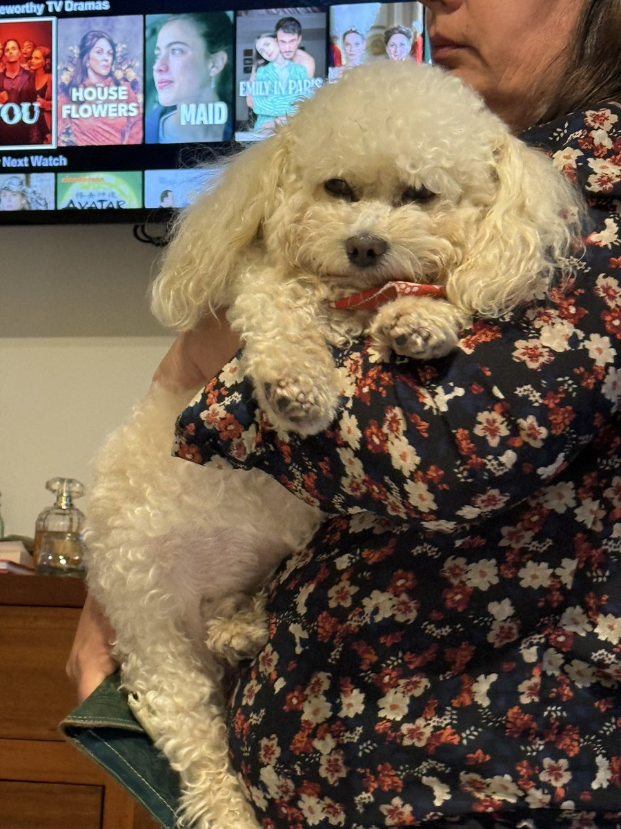 Estamos buscando un perro valiente en Medellín que pueda donarle sangre a Coco de carácter urgente 🚨