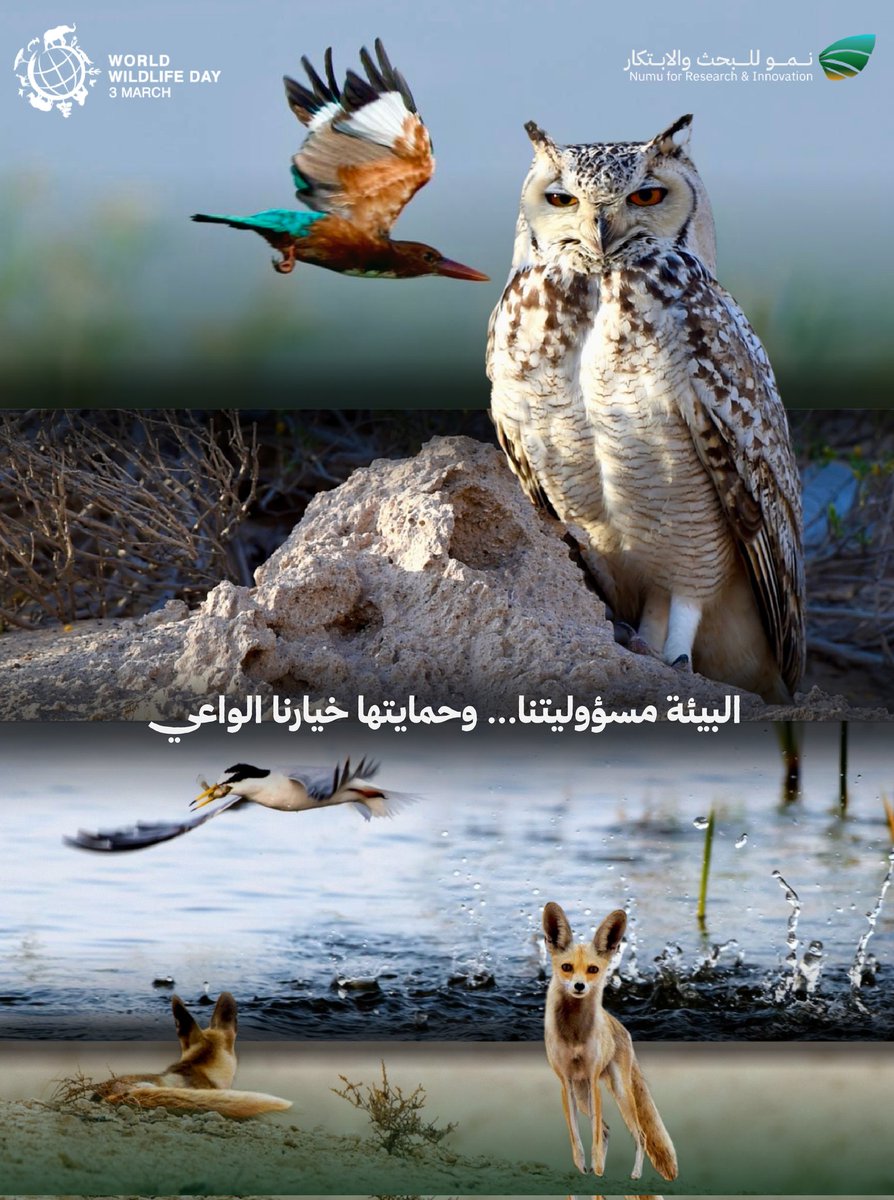 نمو للبحث والابتكار tweet media