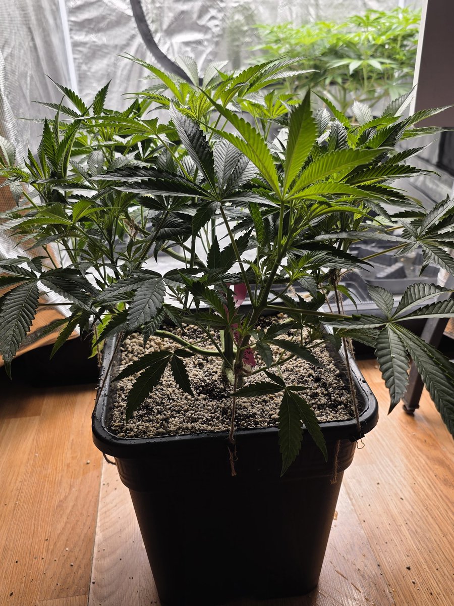 Loupey Gardener tweet media