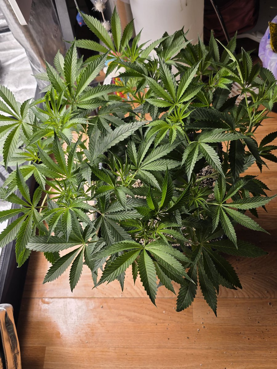 Loupey Gardener tweet media