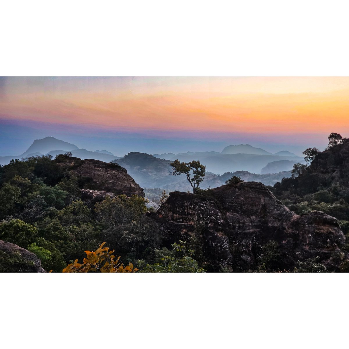 AdityajWildlife's tweet photo. Walking the Ridgeline of Extinction !
We track what is vanishing, hoping that one day we won't have to.
#endangeredspecies #pangolin #backtothewild #IllegalWildlifeTrade #wildlifeconservation #wctindia https://t.co/XBxHWqXz5i