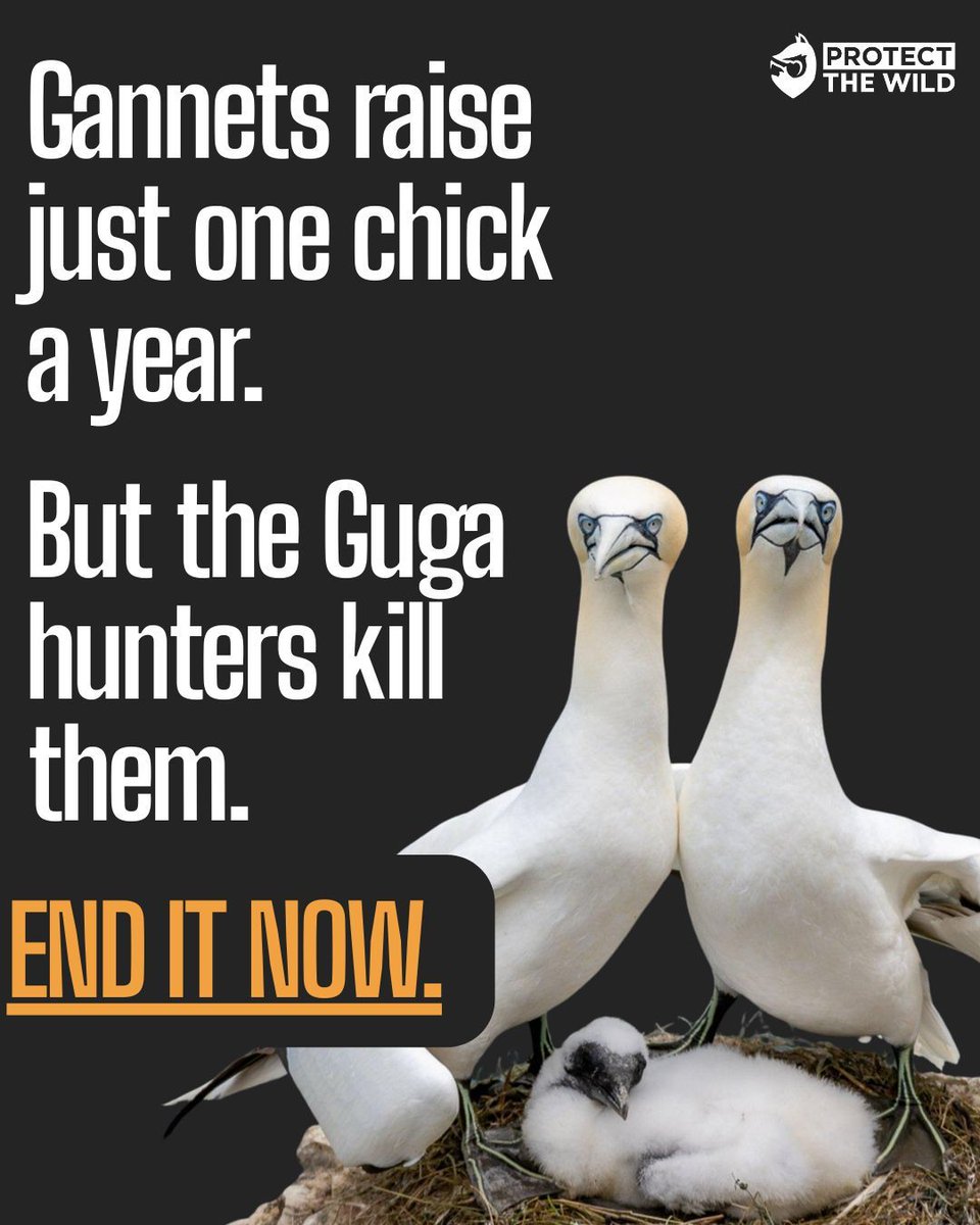 ProtectTheWild_ tweet picture