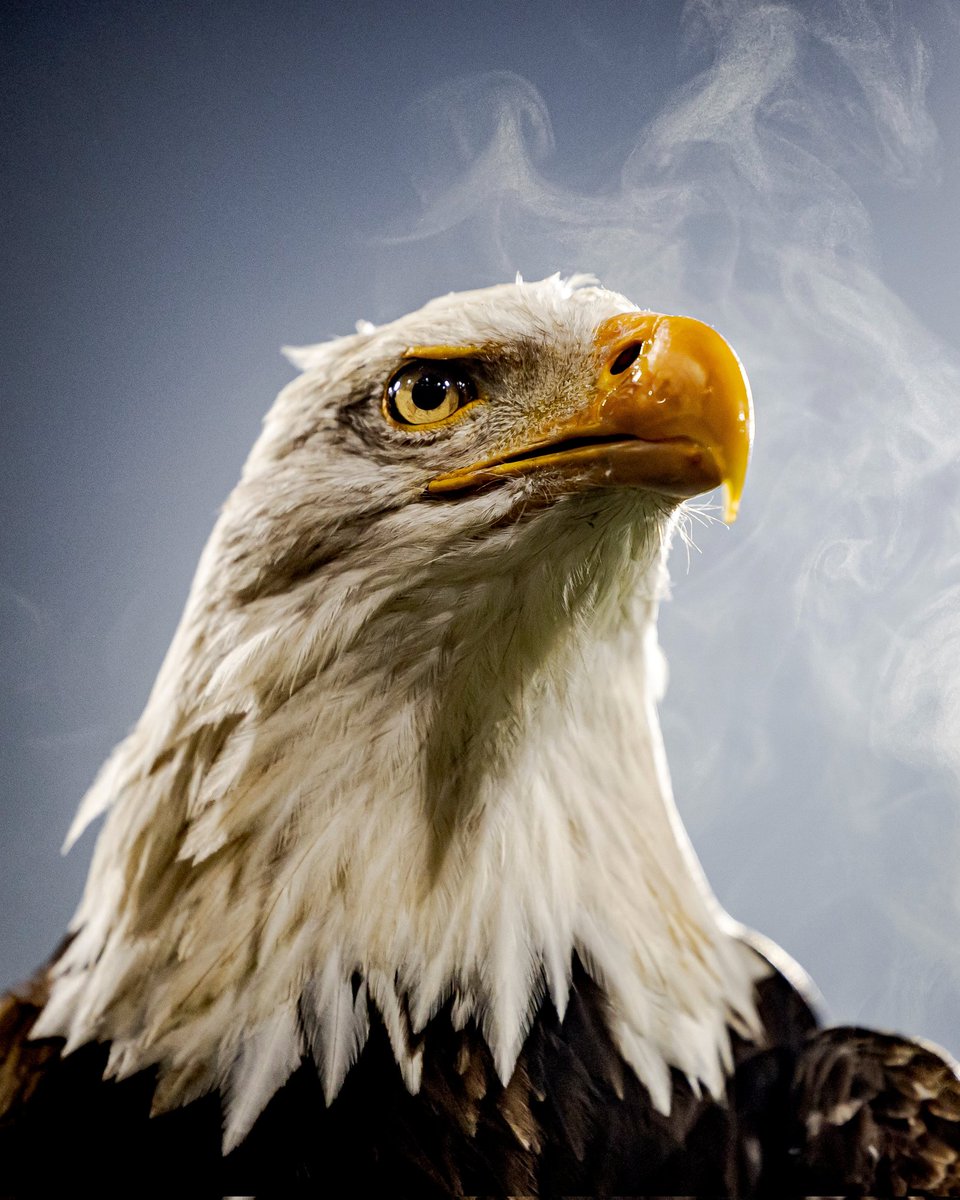 🏆 16x Süper Lig 
🏆 11x Türkiye Kupası 
🏆 10x TFF Süper Kupa 

▪️ Süper Lig tarihinin en farklı galibiyetini alan takım!

▪️ Süper Lig tarihinin en uzun yenilmezlik serisine sahip olan takım! 

▪️ Süper Lig'de namağlup şampiyon olan tek takım! 

▪️ UEFA Şampiyonlar Ligi