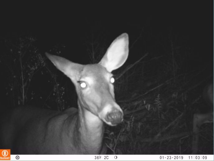 tufieldstation's tweet photo. World Wildlife Day celebrates the beauty of our planet’s wildlife! Motion-triggered cameras across the Temple Forest Observatory capture animals that call this forest home. These photos then go to Wildlife Insights for AI species ID, and are verified by our student interns. 🦊🦌 https://t.co/Peh2IiuD59
