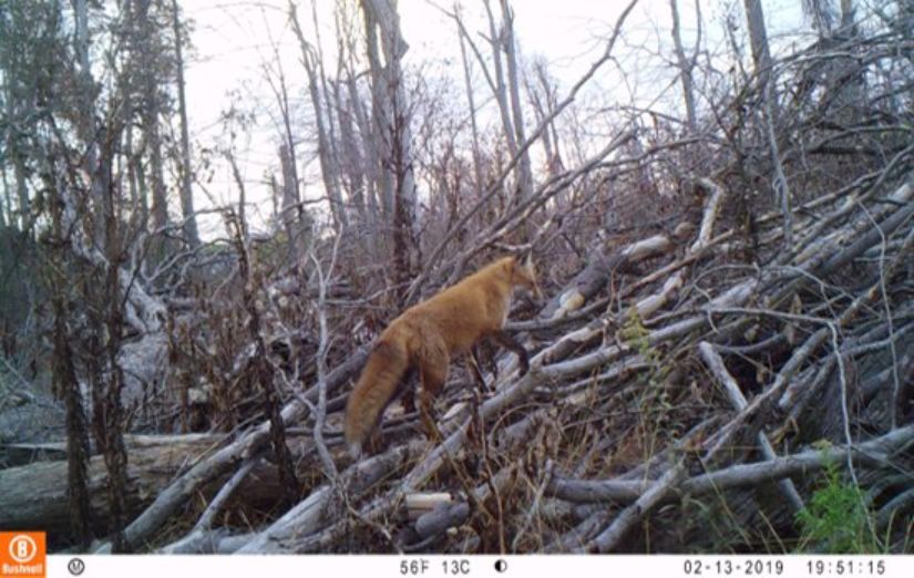 tufieldstation's tweet photo. World Wildlife Day celebrates the beauty of our planet’s wildlife! Motion-triggered cameras across the Temple Forest Observatory capture animals that call this forest home. These photos then go to Wildlife Insights for AI species ID, and are verified by our student interns. 🦊🦌 https://t.co/Peh2IiuD59