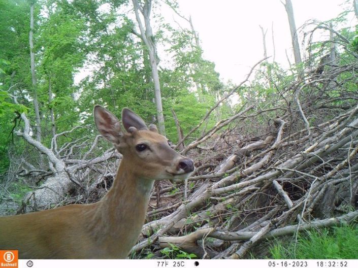 tufieldstation's tweet photo. World Wildlife Day celebrates the beauty of our planet’s wildlife! Motion-triggered cameras across the Temple Forest Observatory capture animals that call this forest home. These photos then go to Wildlife Insights for AI species ID, and are verified by our student interns. 🦊🦌 https://t.co/Peh2IiuD59