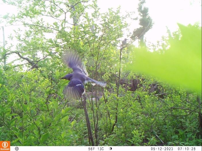 tufieldstation's tweet photo. World Wildlife Day celebrates the beauty of our planet’s wildlife! Motion-triggered cameras across the Temple Forest Observatory capture animals that call this forest home. These photos then go to Wildlife Insights for AI species ID, and are verified by our student interns. 🦊🦌 https://t.co/Peh2IiuD59