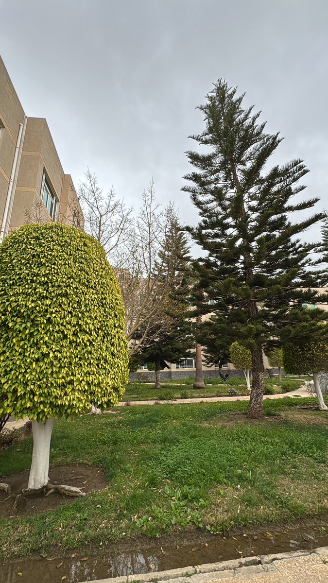 ARCH:Mashael tweet media