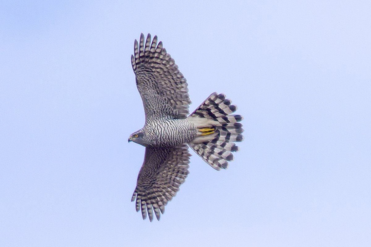 IanB 🇺🇦 tweet media