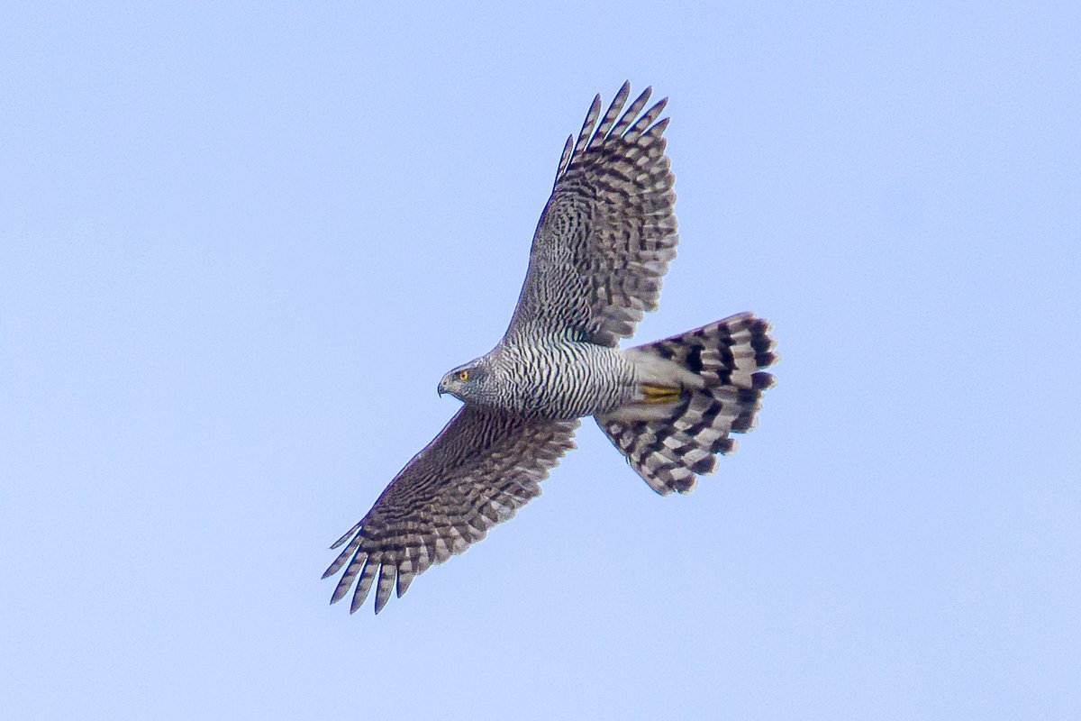 IanB 🇺🇦 tweet media