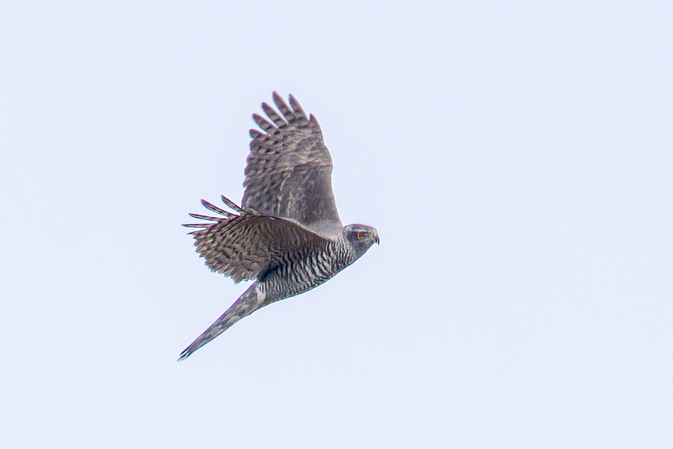 IanB 🇺🇦 tweet media