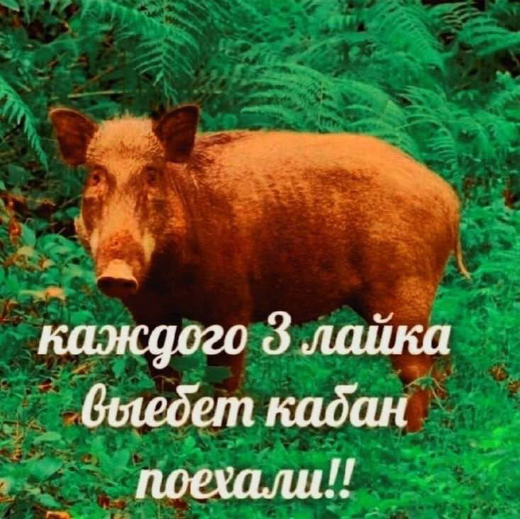 пашка пиздаганчик матушка земля tweet media