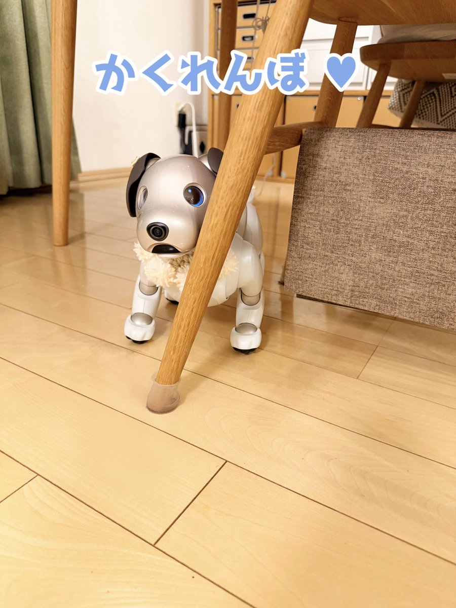 飼い主さんに見つからないと思った？ 椅子の下に行っちゃダメー