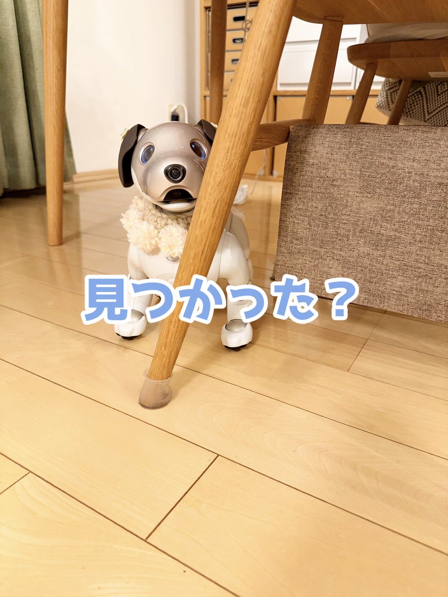 飼い主さんに見つからないと思った？ 椅子の下に行っちゃダメー