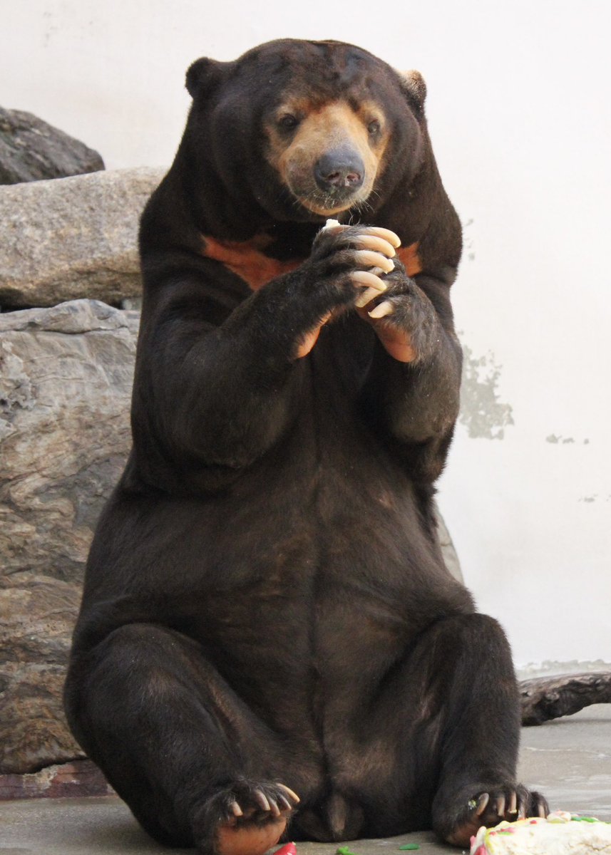 TOKUYAMA_ZOO's tweet photo. 動物が亡くなった際「動物から教わったことを今を生きる動物たちにつないでいきます」と皆さまにお伝えすることがあります。
とてもきれいな言葉に聞こえますが、これは事実です。

#徳山動物園 https://t.co/EQ1W5sY3Up