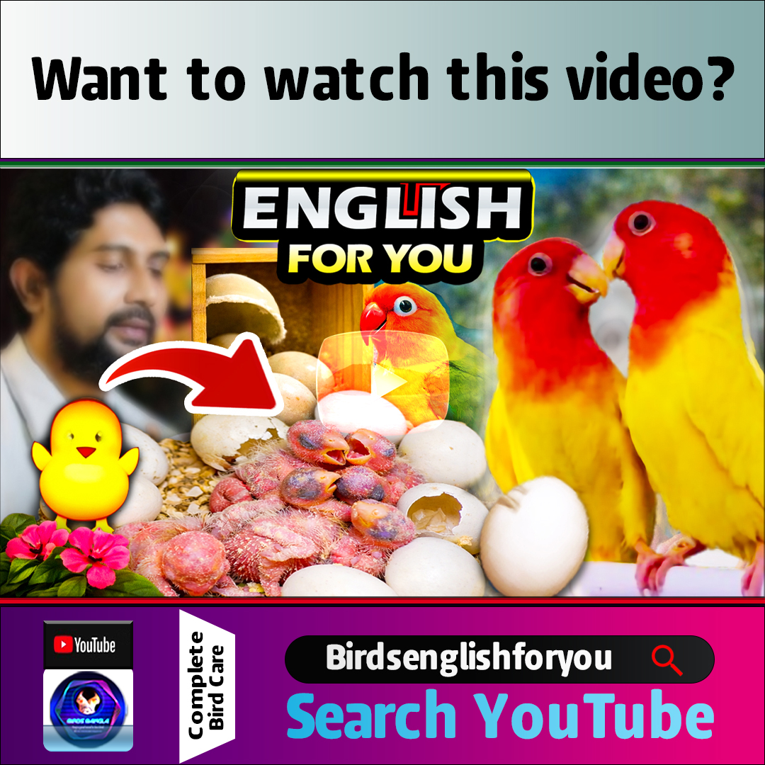 birdsbanglabd's tweet photo. How Many Days Lovebird Eggs Take to Hatch? Real Timeline
Want to watch this video?
Search YouTube Birdsenglishforyou
If you love birds like lovebirds, budgies, and cockatiels, this channel shares real breeding updates, baby growth videos, feeding guides, and bird care tips. https://t.co/PsxQIKC4KI