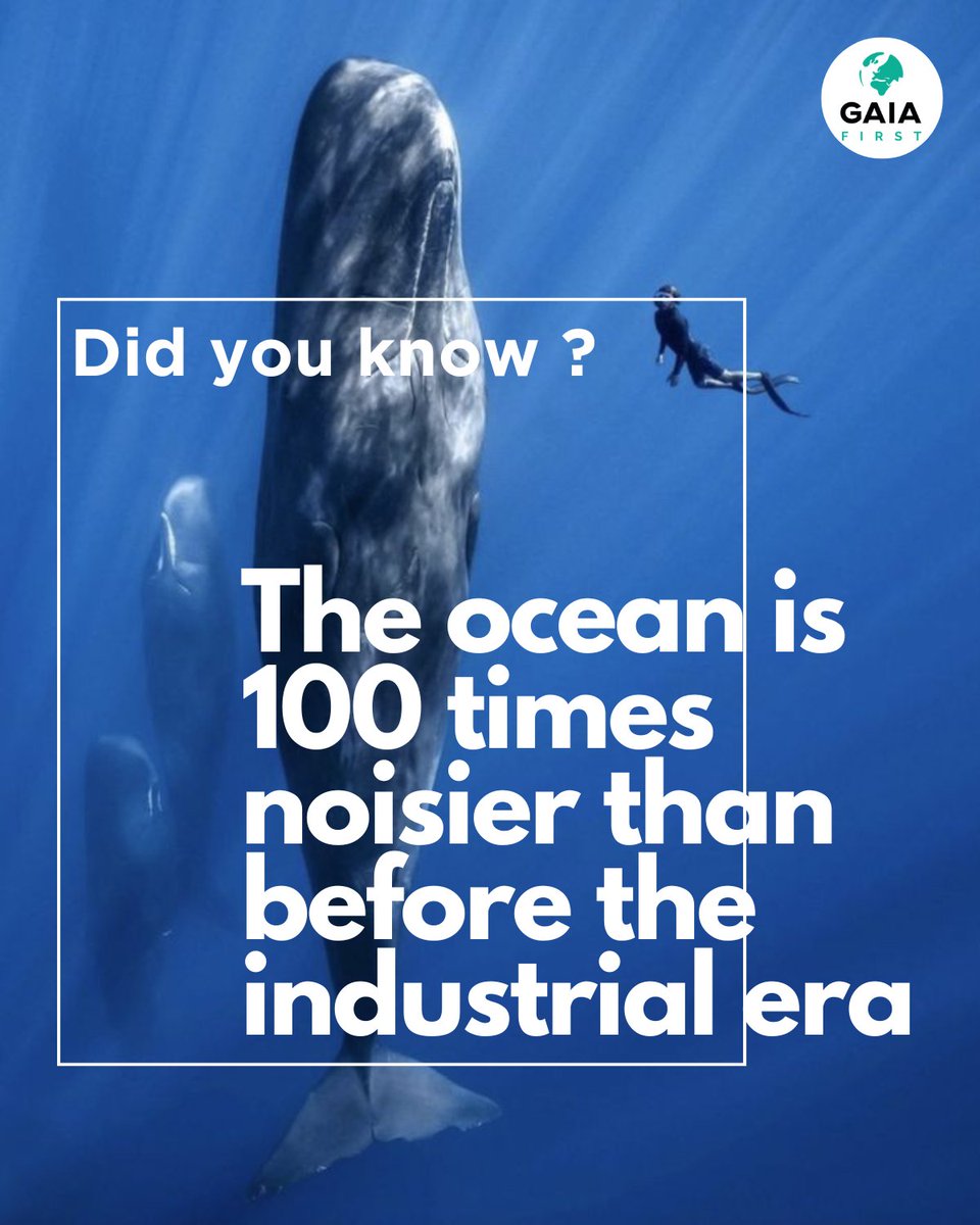 first_gaia's tweet photo. 🚨 The ocean is now 100x LOUDER than pre-industrial times! 🌊🔊 Human noise disrupts marine life, causing lost communication &amp; deadly errors. @GaiaFirst fights to restore ocean silence. Join us! 🐋

#StopOceanNoise #ProtectOurOceans #Gaia_First #MareNostrum @IMO @UNESCO https://t.co/tktpskB5j5