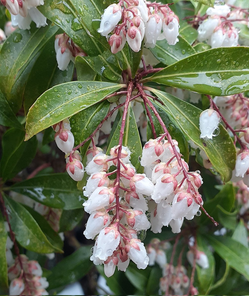 馬酔木が咲いた！かわいい！