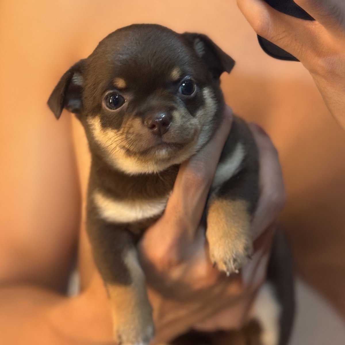 จัดอันดับ หมาน่าอม 2026

อารีอาน่า ⬆️
น้องวัวเรื่องเล่าเช้านี้⬇️